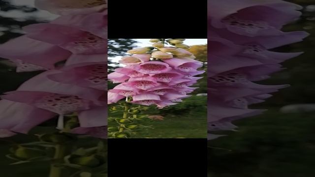 Цветет наперстянка! Красивый цветок!!!