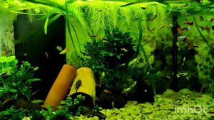 Аквариум с самцами гуппи