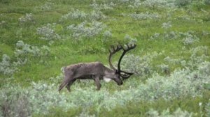 Северный олень