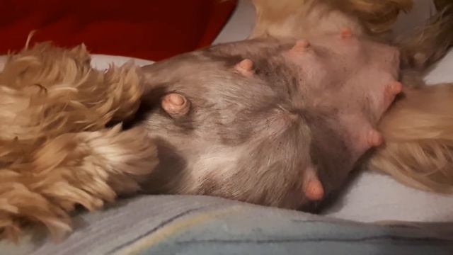 Шевеление щенков за 1 неделю до родов(2) смотреть онлайн