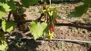 Ультра ранние сорта винограда на 27 июля Зоренька, Басанти, Брависсимо, Хэллоуин, Эффект и др.