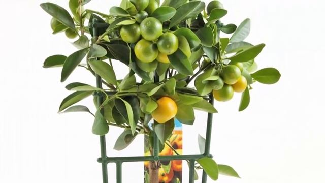 Мандариновое дерево. Как самому вырастить мандарин из косточки?