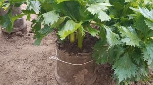 Как отбелить сельдерей черешковый