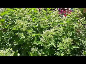 А  для красавицы кисленького налью.