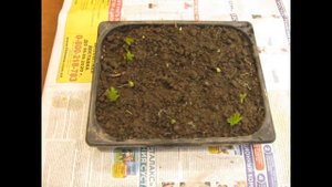 Размножение ежевики зимой