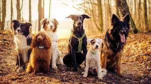 Беспородные собаки & Породистые собаки