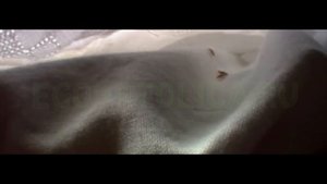 Что делают клопы и чем они опасны