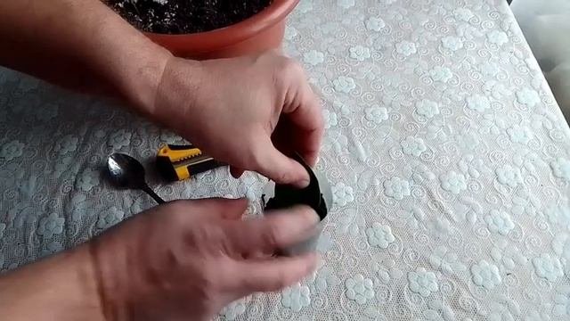 Замиокулькас из листа.ч1. Простое размножение.
