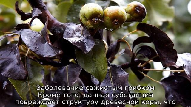 На груше чернеют и скручиваются листья — чем лечить
