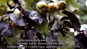 На груше чернеют и скручиваются листья — чем лечить