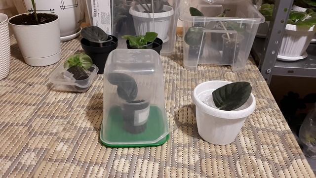 Фиалки! Детки появятся быстро даже зимой! Как ухаживать за листовым черенком? смотреть онлайн