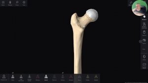 3D Анатомия для студентов. Кости таза. Бедренная кость. Кости голени. Стопа