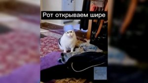 Кот Бендер: "У стоматолога"