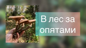 Нашли много больших опят