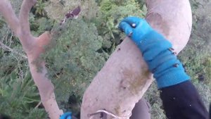 Экстремальная добыча мёда во Вьетнаме