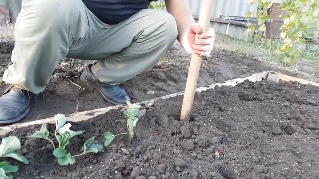 Как посадить клубнику, сорт Королева Елизавета Ll