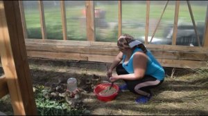 Чем кормить мускусных утят (индоутят) в три недели