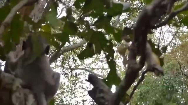 Lion King Was Mercilessly Destroyed By Wild Horses, My God! What Happened?- Wild Dog VS Wildebeests смотреть онлайн