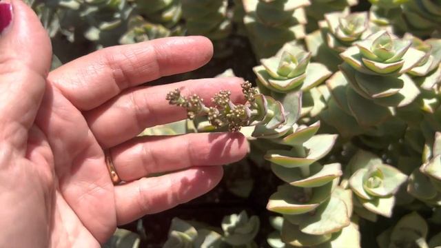 Crassula perforata "Giant String of Buttons" смотреть онлайн