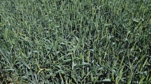 Канадская озимая пшеница колос (цветение)