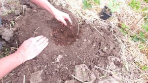 Посадка клубники весной. Что делаю и кладу в лунку, а главное как.