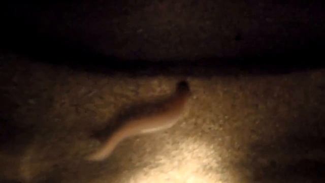 глазастая рыба смотреть онлайн