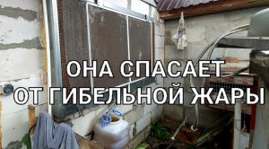 Спасаем кроликов от жары! Новый член семьи и стройка продолжается...