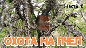 Устанавливаю ловушки для диких пчел (Часть 1)