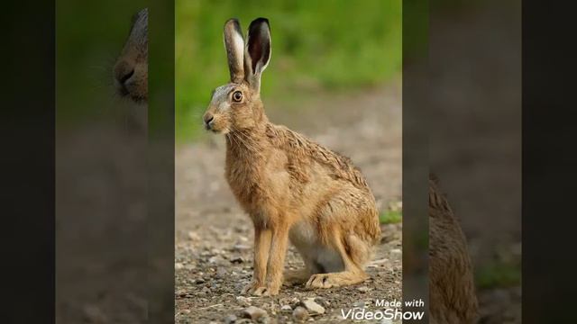 Топ 5 самых быстрых животных смотреть онлайн