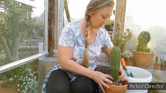 Пересадка Кактусов?Пародия,Цереусы и болталка? смотреть онлайн