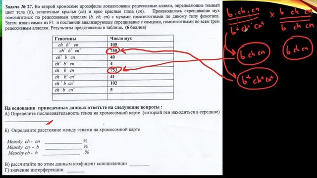 Решение задач по Генетике: нахождение расстояния между сцепленными генами (картирование хромосом) смотреть онлайн