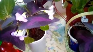 Очень красиво цветёт Оксалис кислица.