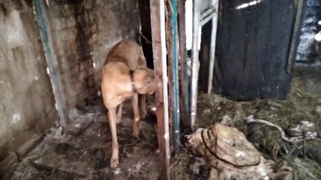 продажа собак грейхаунд греи #грейхаунд