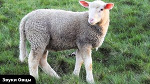 Звуки животных |Звуки Овцы | Звук овцы, крик овцы, голос овцы