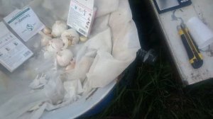 Обработка чеснока перед посадкой под зиму
