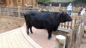 Аборигенная якутская порода коровы.