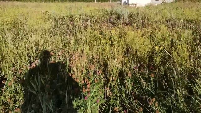 Покос участка куда 2 года не ходили... Выбрал баню смотреть онлайн