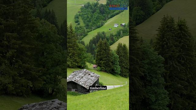 What is Alpine Vegetation? | UPSC | PCS | #upsc #ias #environment #geography