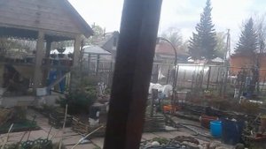 Как из кустарника миндаля сформировать дерево