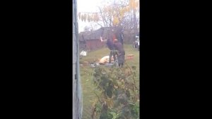 Как у меня в деревне режут свинью