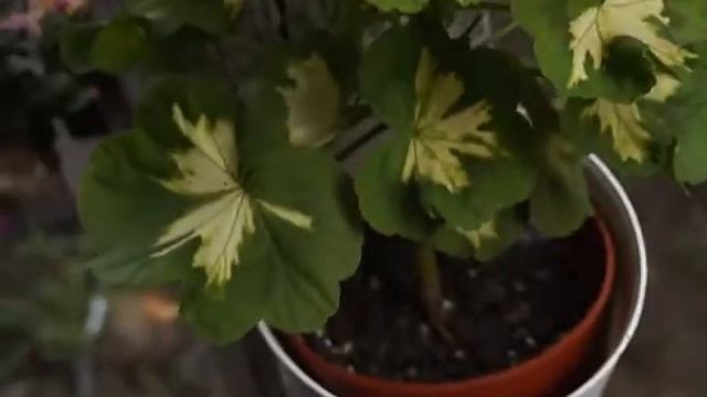 Пеларгония сорт Happy Thought смотреть онлайн