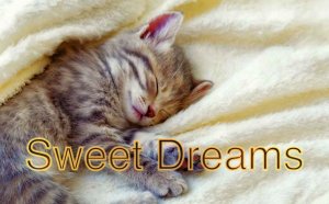 Сладкий сон под кошачье мурлыканье! asmr.