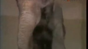 Спокойной ночи малыши -Хрюша и Степашка едут в цирк