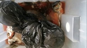 ВЯЛЮ ЛЕЩЕЙ НА БАЛКОНЕ !!! ПОЛУЧАЕТСЯ ОЧЕНЬ ВКУСНО! В МАГАЗИН ЗА ВЯЛЕНОЙ РЫБОЙ БОЛЬШЕ НЕ ПОЙДУ!