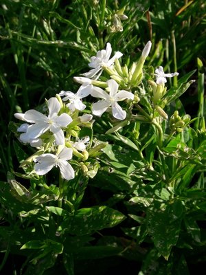 129. Мыльнянка лекарственная - Saponaria officinalis