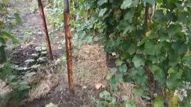Сорт Винограда Цитронный Магарача. Урожай. Виноград 2018.