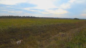 Эпаньол бретон BOJAR DON FIELD  SPIRIT