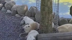 САМЫЙ БОЛЬШОЙ КОНТАКТНЫЙ ЗООПАРК В СТАМБУЛЕ // ЧТО ПОСМОТРЕТЬ С ДЕТЬМИ? // СТАМБУЛ 2021