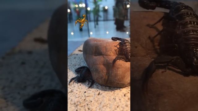 Скорпионы греются на теплом камне #scorpion #notMortalKombat