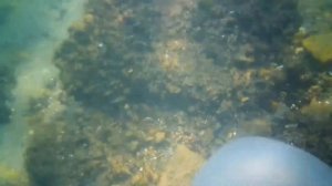 Ловля больших крабов и мидии в Средиземное море и пригатовиль их